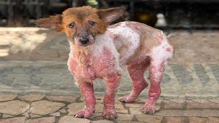 A hairless body, a life without love — yet you still refused to give up on life.