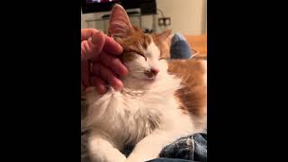 Maple Cuddles continued!
