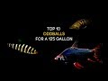 Aquarium Fish Care and Behavior