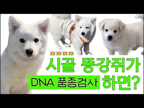 한국 시고르자브종의 조상을 찾아서 (DNA유전자검사)