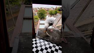 The Fishmonger Sliced Up My Pet Seagulls Fish!