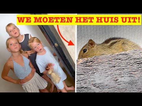 WE MOETEN HET HUIS UIT!… DIT IS NIET VEILIG MEER! 🚨 | Bellinga Vlog #3379