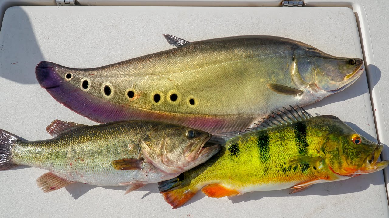 INVASIVE vs NATIVE Fish. Catch Clean Cook (Clown Knife Fish, Peacock Bass, Largemouth Bass)