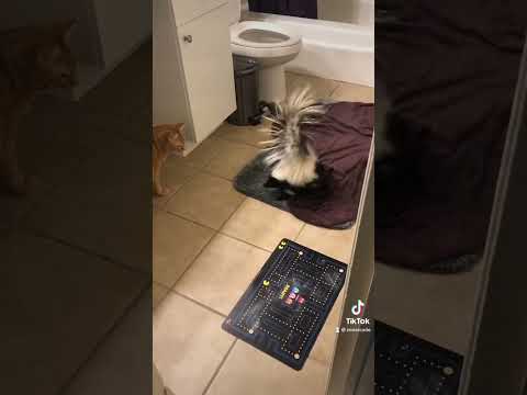 When my cat first met my pet skunk. #pets #animals #cat #ataritheskunk #petskunks