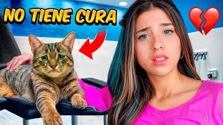MI GATO ESTA ENFERMO Y NO TIENE CURA 😢❤️‍🩹