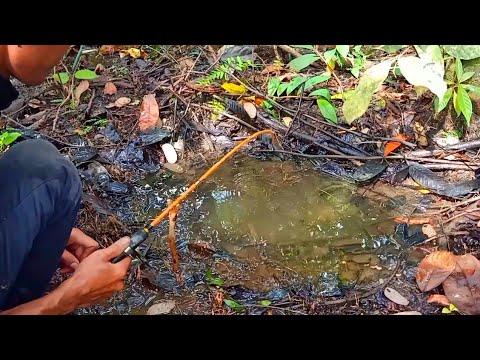 PEMANCING IKAN LEMBAT | MANCING IKAN LEMBAT DAPAT REJEKI DI RAWA MISTERIUS | fishing 2025