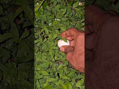 രാത്രി പാടത്ത് കണ്ട മുട്ട ആരുടെ? ദുരൂഹതകൾ തുടരുന്നു 🤩🔥#short #shorts