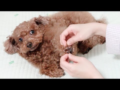하루종일 강아지 발바닥 만졌더니...