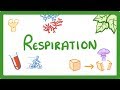 Cellular Respiration and Fermentation Concepts