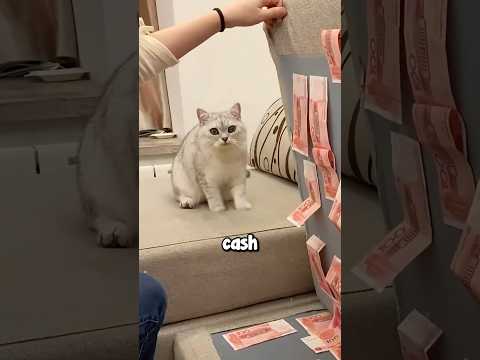 Cat Makes Owner Rich 😱😂