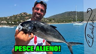 Un pesce STRANO tra RELITTI del 1943