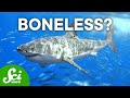 Shark Anatomy and Evolution Concepts