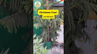 Christmas tree care  #shortsvideo