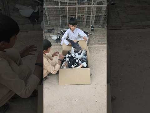 Mix Colour ?Ka 33 New Kabootar Check kro ? || 33 Kabootar ki video 195 || #shorts #pigeon #viral