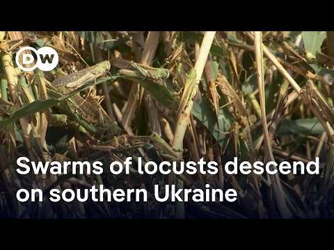 YouTube video thumbnail: Locusts Swarm in South Ukraine as war Disrupts Pest Control