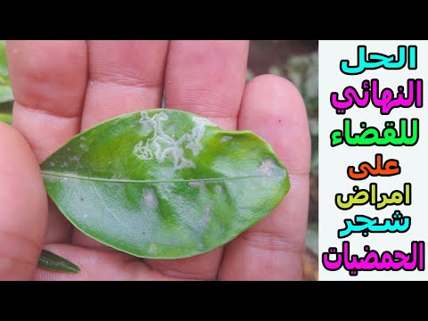 الحل النهائي للقضاء على امراض شجرة الليمون والبرتقال واليوسفي
