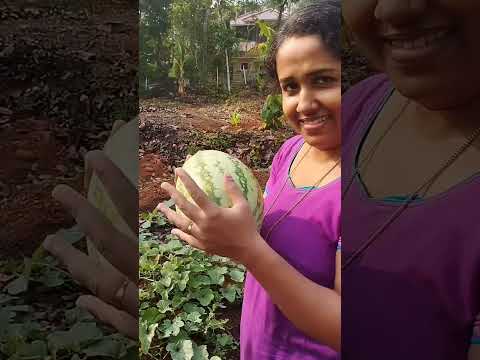 ചൂട് അല്ലേ ഒന്നു കൂൾ ആവാം എന്നു വെച്ചു