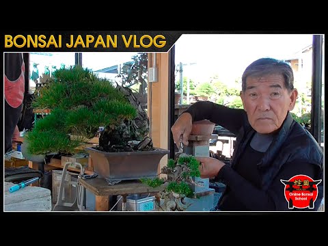 Estrechando las venas vivas | Bonsai Japón Vlog #121