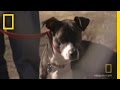 Understanding Dog Behavior and Integration