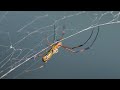 Spider Silk and Its Applications