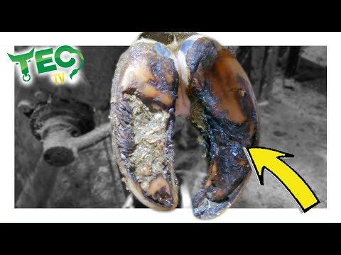 EXTREME Overgrowth on COW'S HOOF | TEC TV