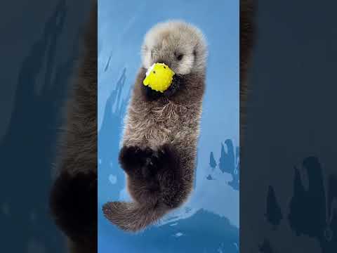 ПОЧЕМУ ВЫДРЫ ДЕРЖАТСЯ ЗА ЛАПКИ ВО СНЕ? #animals #животные #reels #animalshorts #otter #выдра #rek
