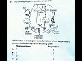 Photosynthesis and Respiration Concepts