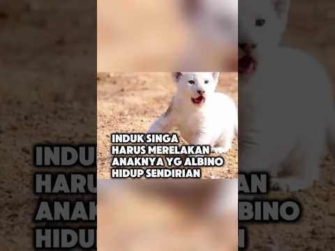 Karna anaknya lahir albino ia harus membuangnya | part 160 #shorts