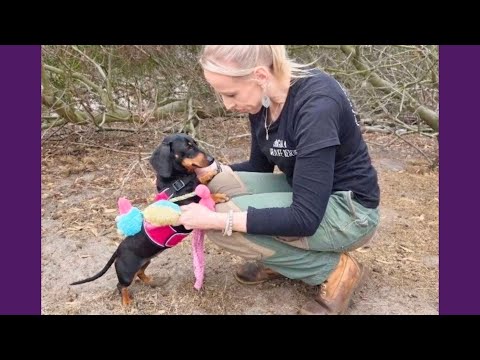 Cachorrinha Que Se Perdeu Em Ilha, Foi Resgatada 529 Dias Depois!