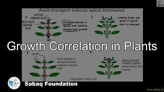 Growth Correlation in Plants