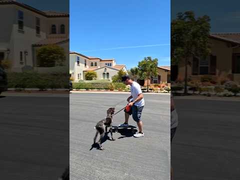Teaching my puppy to skate with me #shorts