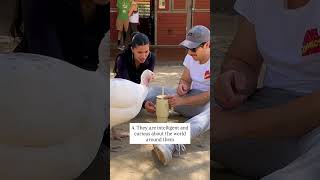 At The Gentle Barn, turkeys are part of the family 💚