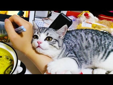 The best cute animal video  of 2025-Mr bear🐱🐕🐹🐃🐘🐒🐦😂🤣😄😅🤩