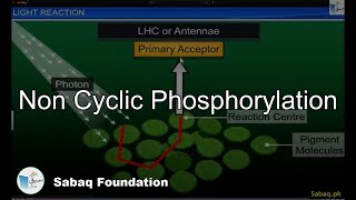 Non Cyclic Phosphorylation