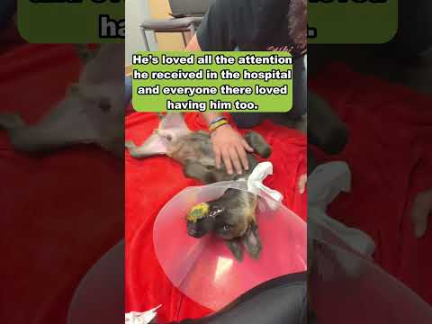 His muzzle was embedded deeply with rubber bands