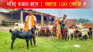 ওজন হবে 1 বছরে 150কেজি | না হলে এক লাখ টাকা পুরস্কার | Goat Farming | ছাগলের খামার | Goat Farm
