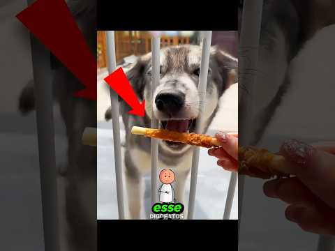 esse CACHORRO surpreendeu TODOS ๐ถ๐#shorts