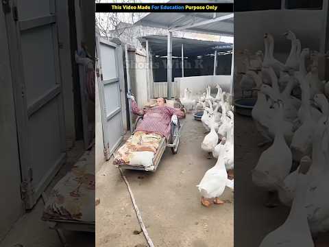 After his body became paralyzed, he has raised 400 ducks #shortsvideo