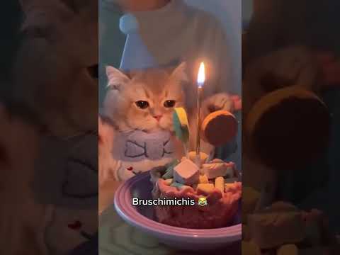 BRUSCHIMICHIS 33 - #shorts