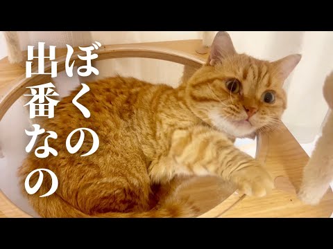 ぼくの出番なのん。