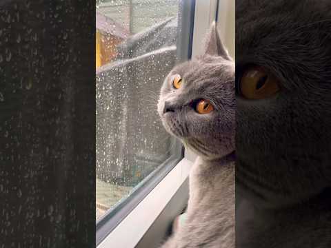 Rain Rain Go Away ☔️ 🐱 #nurseryrhymes #kidssongs #kidsvideo #singalong #children #kids #toddlers