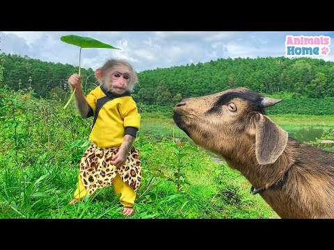 BiBi obedient helps dad take care of the goat