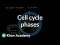 Understanding the Cell Cycle