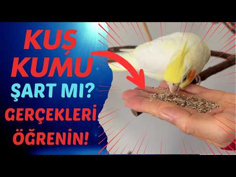Kuş Kumu Ne İşe yarar? Kuş Kumu gerekli midir?
