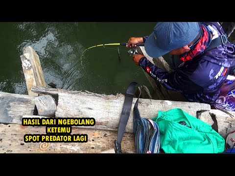 SARANG IKAN PREDATOR !! Ahirnya ketemu spot Baru yang belum di pancingi bung TOWEL