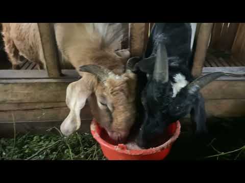 Hewan ternak , Hewan Kambing, Kambing Domba, Kambing Embek.  Kasih makan kambing