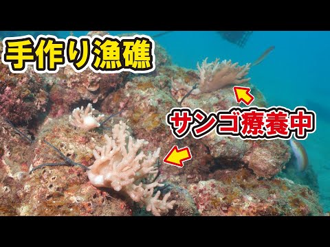 手作り漁礁で溶けたサンゴを保護したら早くも珍しい生き物が…！