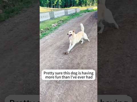 This Dog Has Life Figured Out.😂🐶 #DogSelfPlay #HappyDog #DogLife #DogLovers #dog #viral #fyp
