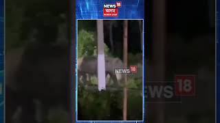 Numaligarh Wild Elephant। নুমলীগড়ত অব্যাহত আছে বন্যহস্তীৰ আতংক।N18V