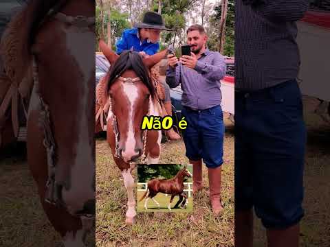 Qual a Raça desse Cavalo? #shorts